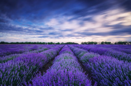 HICH:India’s first-ever Lavender Farm is constructed in which state/UT?