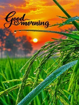 Post preview