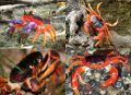 HICH:Crabs are curious crustaceans and there a strange race, Gecarcinus. Which of these samples do you like? They are from Americas and Asia. #wild #world