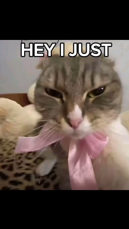 HICH:Car (cats) song.