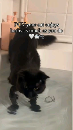 HICH:Bath with your cat.