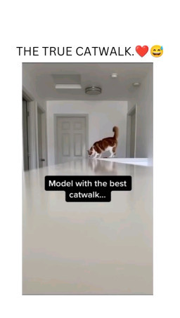 HICH:Cat walk.